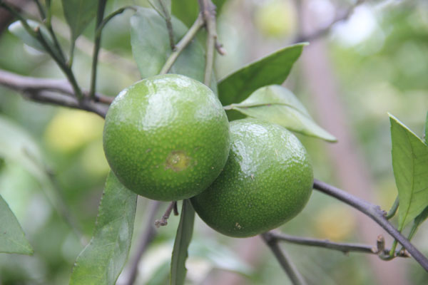 1412904274222753.jpg 同气连枝.jpg