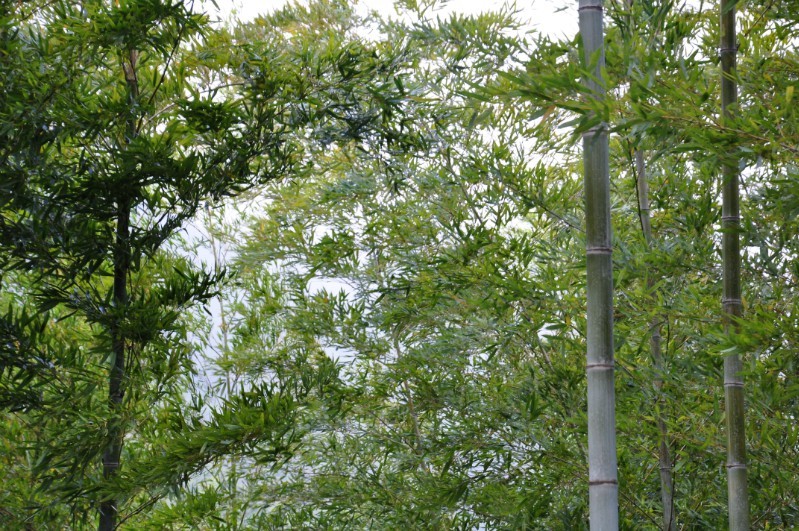 1413945560618036.jpg 翠竹.jpg