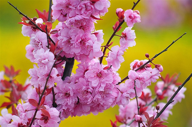 1416136360348705.jpg 桃花满枝.jpg