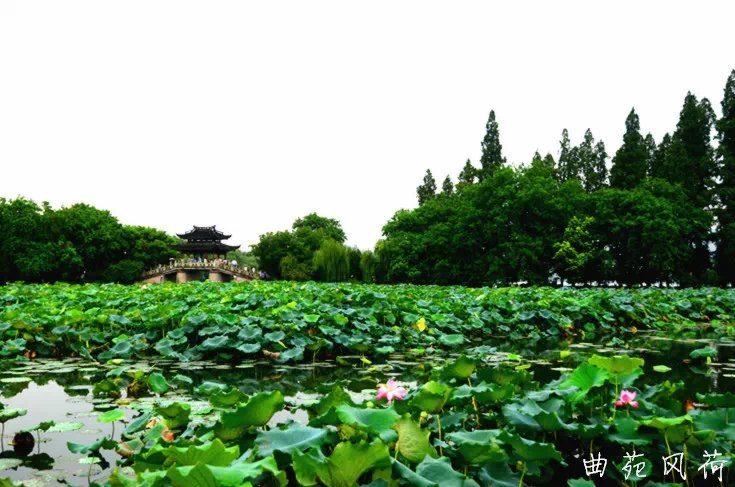 西湖十景——曲苑风荷湖南省邵阳市中级人民法院戴利民.jpg